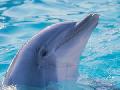 Delfin